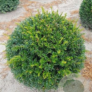 Taxus baccata 60 cm met kluit bol
