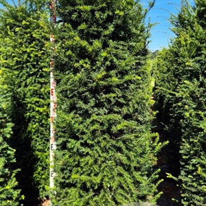 Taxus baccata 220-240 cm draadkluit extra
