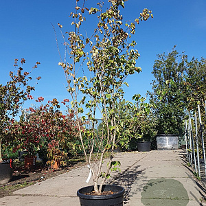 Cornus kousa chinensis 200-250 cm 35L