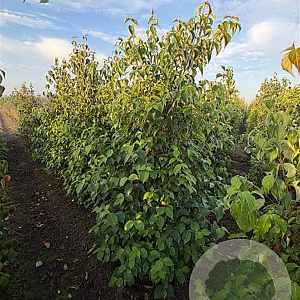 Cornus kousa chinensis 175-200 cm draadkluit