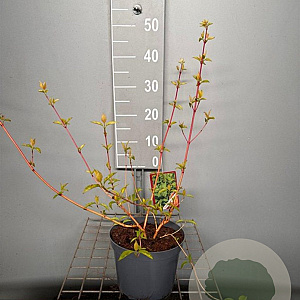 Cornus sang. 'Midwinter Fire' 40-50 cm 3,0L