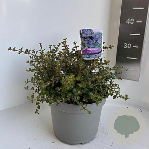 Ceanothus 'Emily Brown' 30-40 cm 5,0L
