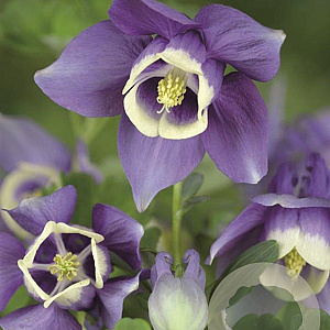 Aquilegia f. 'Ministar' GM P9