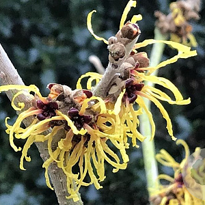 Hamamelis int. 'Barmstedt Gold' 100-125 cm 35L solitair