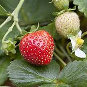 Fragaria a. 'Mieze Schindler' GM P9