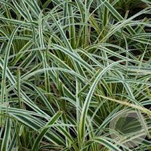 Carex morrowii 'Hazy Green' GM P9