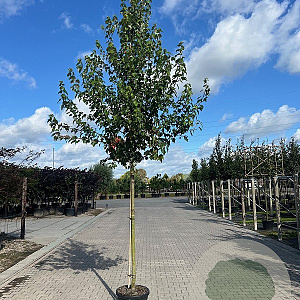 Acer rubrum 'Franksred' 12-14 HO 45L