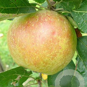 Malus domestica 'Karmijn de Sonnaville' 6-8 HO wortelgoed