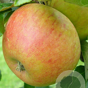 Malus domestica 'Alkmene' 10-12 HO wortelgoed