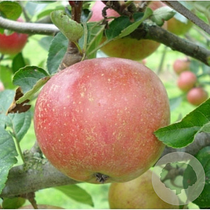 Malus domestica 'Jan Steen' 6-8 HO wortelgoed