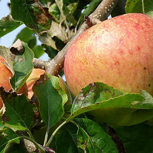 Malus domestica 'Pinova' 6-8 HO wortelgoed
