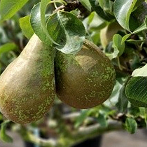 Pyrus communis 'Heerenpeer' 6-8 HO wortelgoed