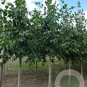 Tilia euchlora 10-12 HO container