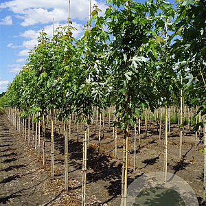 Acer saccharinum 'Pyramidale' 25-30 HO draadkluit