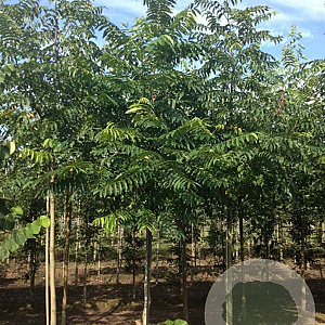 Pterocarya fraxinifolia 'Heereplein' 16-18 HO draadkluit