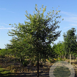 Ulmus resita Sapporo Gold 10-12 HO container