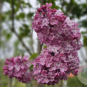 Syringa hyac. 'Mirabeau' 250-300 cm draadkluit struik 175-200 diameter