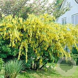 Laburnum watereri 'Vossii' 6-8 cm 30L 180 cm stam