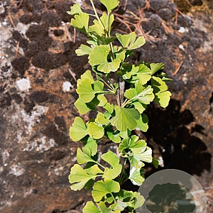 Ginkgo biloba 'Denise' 10-12 cm cont. 70L geveerd
