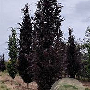 Fagus sylvatica 'Red Obelisk' 6-8 cm 25L geveerd