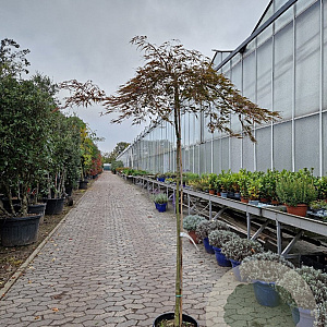 Acer pal. 'Garnet' 170 cm stam container kroon 100-125