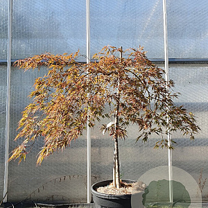 Acer pal. 'Garnet' 70 cm stam container kroon 125-150