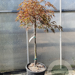 Acer pal. 'Garnet' 100 cm stam container kroon 80-100