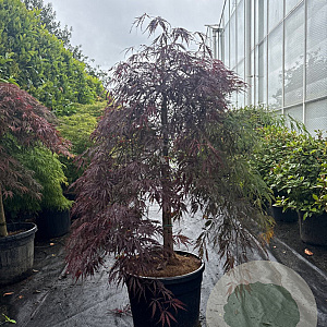 Acer pal. 'Garnet' 100 cm stam container kroon 100-125