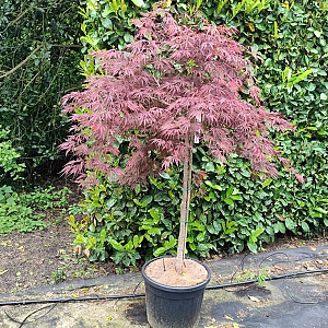 Acer pal. 'Garnet' 100 cm stam container kroon 100-125
