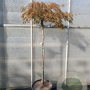 Acer pal. 'Garnet' 120 cm stam container kroon 80-100