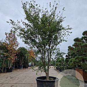 Acer palmatum 300-350 cm container meerstammig
