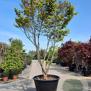 Acer palmatum 300-350 cm container meerstammig struik