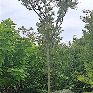 Acer palmatum 220 cm stam container 25-30