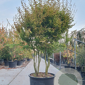 Acer palmatum 250-300 cm container meerstammig extra