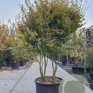 Acer palmatum 250-300 cm container meerstammig extra