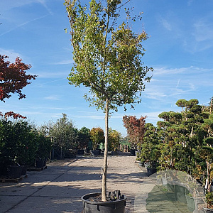 Acer palmatum 180 cm stam container 18-20 leiboom