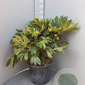 Fatsia japonica 'Spider's Web' 60-80 cm container