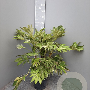 Fatsia japonica 'Spider's Web' 70-80 cm 6L