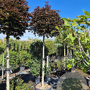 Acer plat. 'Crimson Sentry' 200 cm stam container 18-20 leiboom