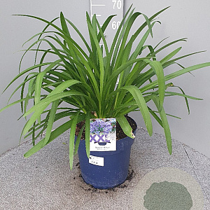 Agapanthus Eydori Blue GM 9L