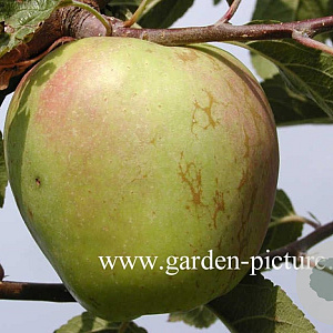Malus domestica 'Glockenapfel' 6-8 HO wortelgoed