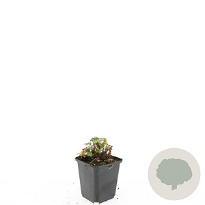 Geranium cant. 'Biokovo' GM P9