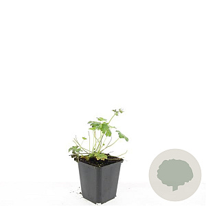 Geranium cant. 'Biokovo' GM P9