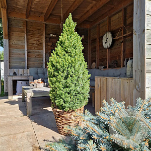 Picea gl. Perfecta 60-80 cm 5,0L