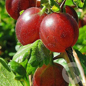 Ribes uva-crispa 60-80 cm wortelgoed 0/1 3-5 tak