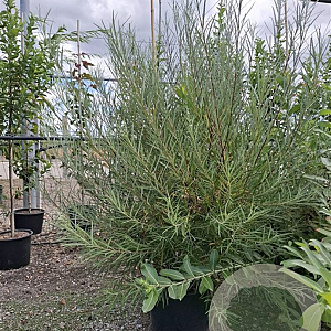 Salix elaeagnos 'Angustifolia' 60-80 cm wortelgoed 0/1 vertakt