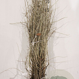 Elaeagnus angustifolia 100-125 cm wortelgoed 1/2