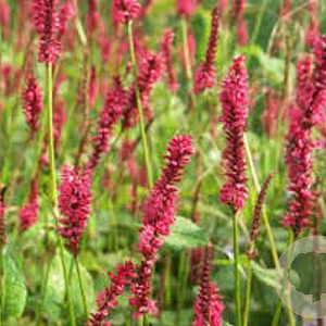 Persicaria a. 'Vesuvius' GM  P11