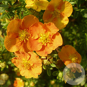 Potentilla fruticosa 'Tangerine' 20-30 cm wortelgoed 0/1/1 2-3 tak