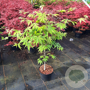 Acer pal. 'Osakazuki' 60-80 cm 5,0L